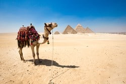 Enjoy a camel ride by the Great Pyramids in your Pyramids day tour