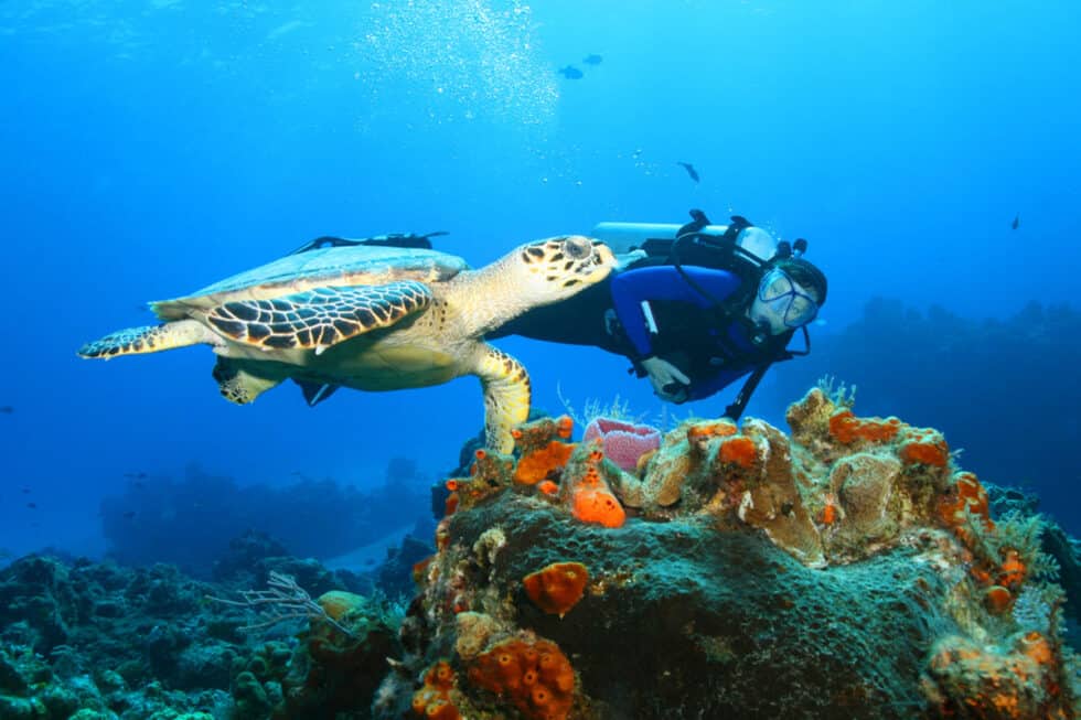 The Top Four Scuba Diving Spots in Egypt’s Red Sea