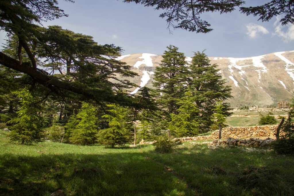 Cedars of God, Lebanon