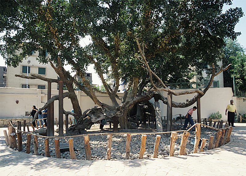 Virgin Mary tree, el-Matariya, Cairo, Egypt